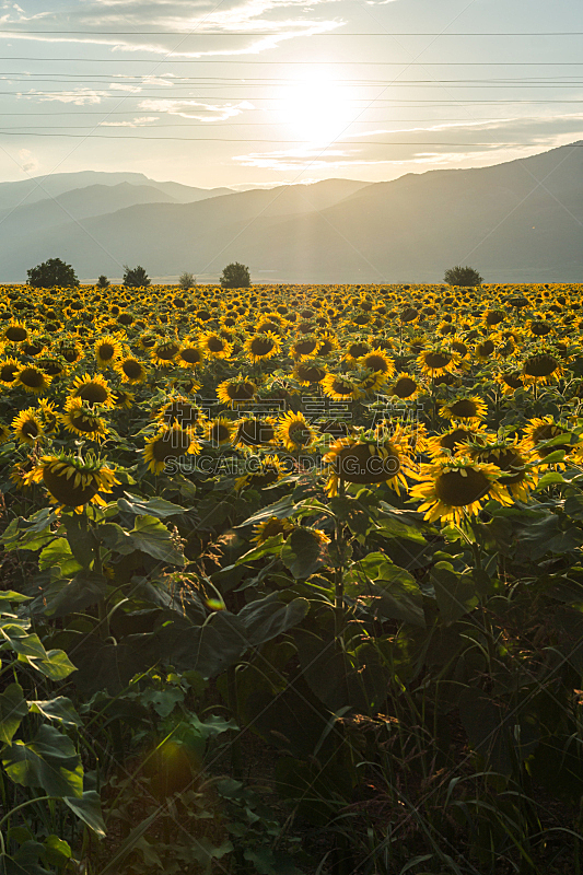 向日葵,山谷,风景,保加利亚,田地,扎戈拉,农业,有机农庄,环境,著名景点