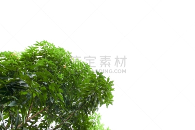 枝,叶子,森林,自然美,猴痘,叶状海龙,雨豆树,最大,北碧,树