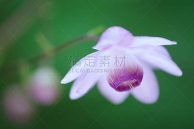 莲花升麻属科,特有物种,水平画幅,无人,日本,夏天,摄影,花