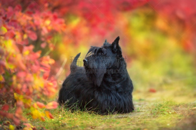 秋天,肖像,苏格兰粗毛猎狐犬,地形,可爱的,自然,黄色,红色,十月,季节