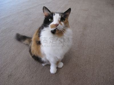 猫式,可爱的,肖像,图像,猫,水平画幅,美,美国,摄影