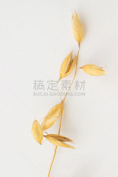 燕麦,白色背景,一个物体,嫩枝,高粱,稷,垂直画幅,褐色,什锦烤燕麦片,无人