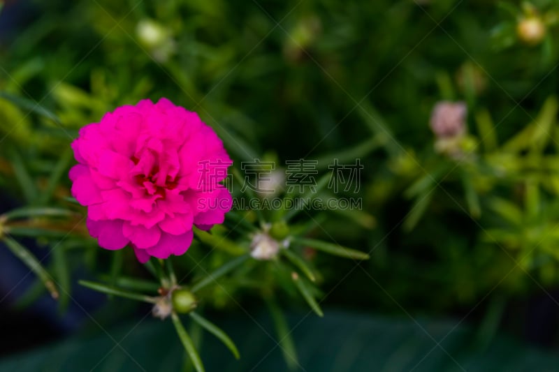 马齿苋,粉色,portulaca,红色,根部,园林,热带气候,泰国,品红色,春天