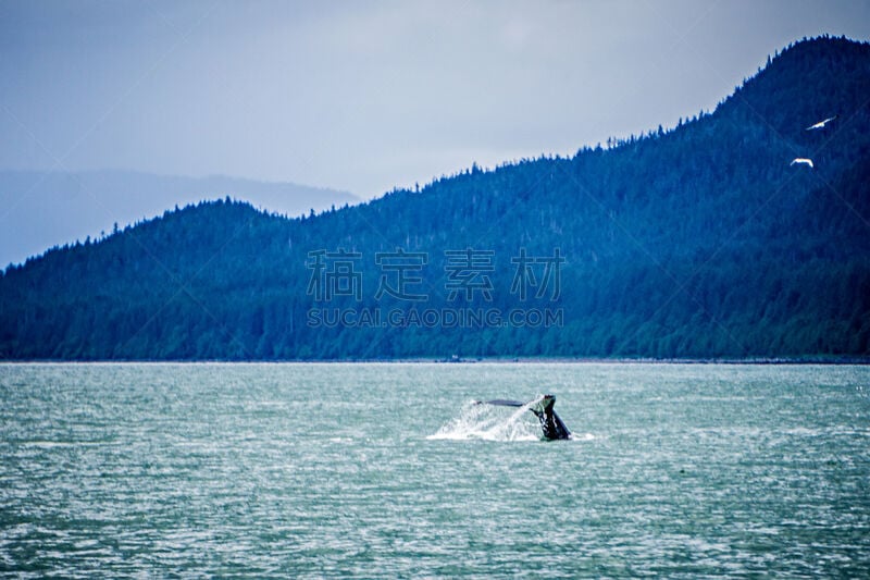 阿拉斯加,海峡,观看鲸鱼,水,水平画幅,水下,野外动物,户外,哺乳纲,奥克湾