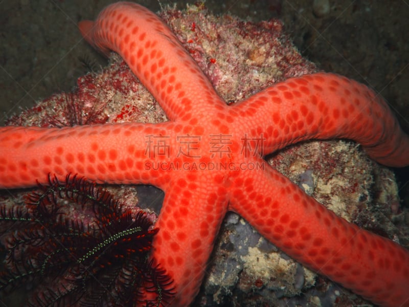 红海星,red tipped sea star,西里伯斯海,诗巴丹岛,indopacific ocean,自然,水,水平画幅,无人,水下