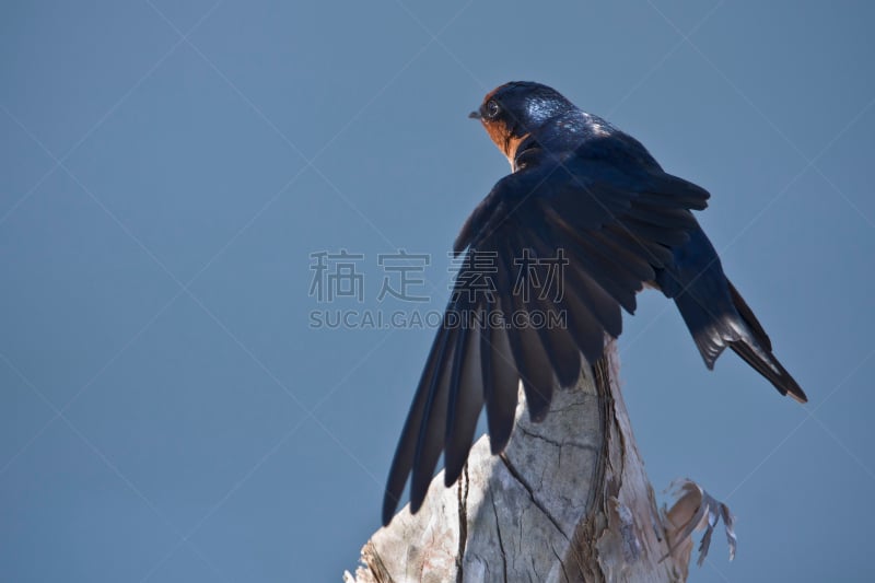 鸟类,蓝色背景,燕子,太平洋,分离着色,线尾燕,沙敦府,万伦,水平画幅,动物身体部位