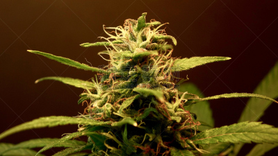雾,植物表皮毛,制片人,辅导讲座,绿色,水平画幅,无人,禁止的,特写,活力