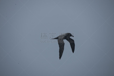 南冰洋,在上面,美国,水平画幅,无人,鸟类,海鸥,简单,海洋,摄影