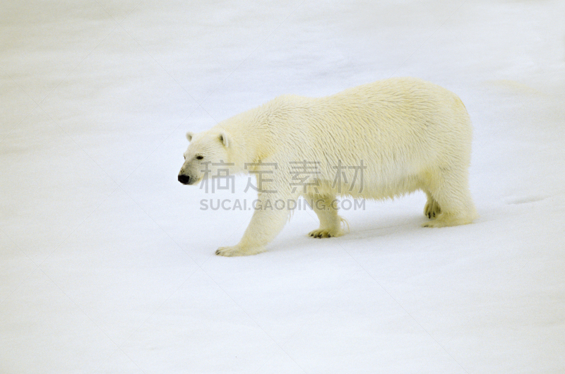 北极熊,雪,斯匹兹卑尔根,斯瓦尔巴特群岛和扬马延岛,斯瓦尔巴德群岛,水平画幅,无人,野外动物,户外,熊