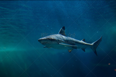 黑尖鳍角鲨,水,requiem shark,水平画幅,大西洋,水下,鲨鱼,野外动物,异国情调,青铜色鲸鲨