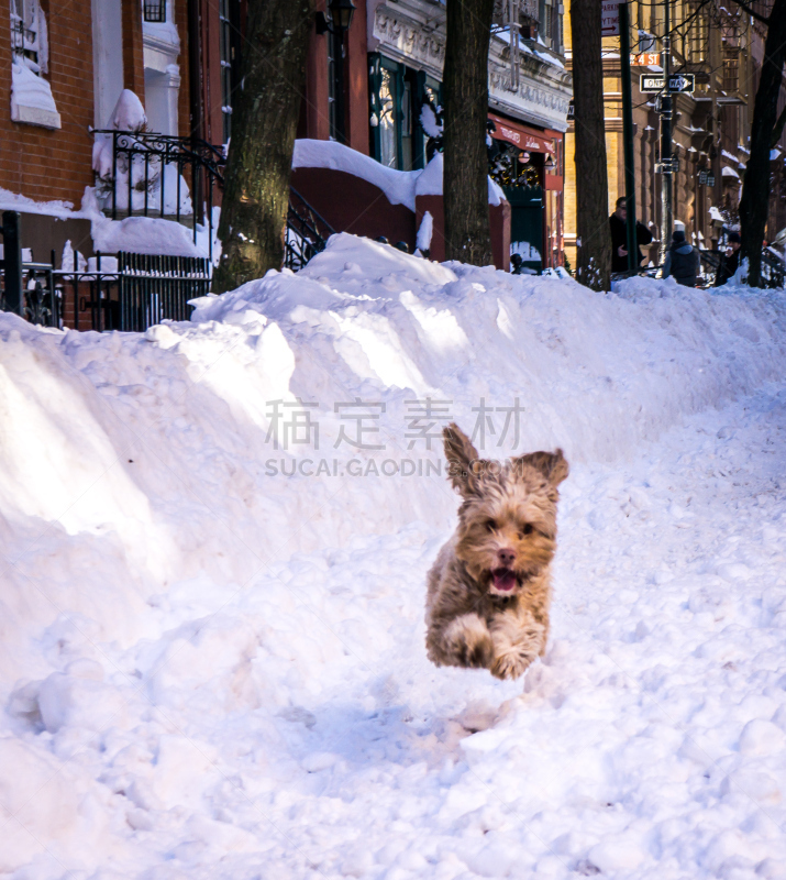 雪,小狗,垂直画幅,可卡贵宾狗,进行中,户外,纽约,白色,冬天,街道