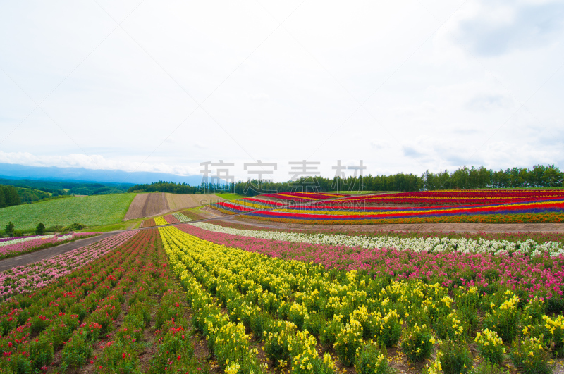 美瑛町,山,夏天,色彩鲜艳,北海道,富良野盆地,避暑圣地,留白,度假胜地,水平画幅