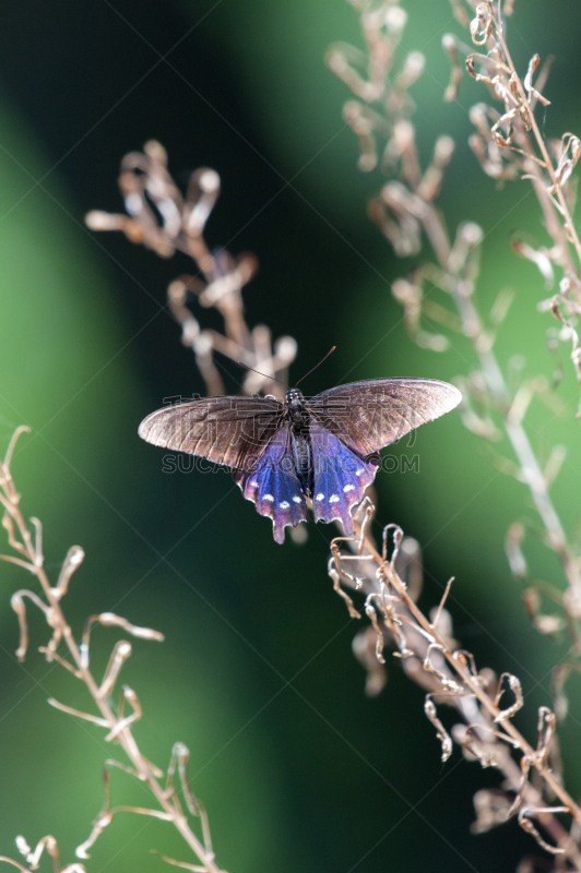 张开翅膀,pipevine swallowtail butterfly,干花,垂直画幅,褐色,美国,绿色,无人,蓝色,翅膀