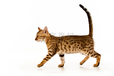 猫,爱探听私事的,水平画幅,小的,可爱的,兽医,古怪的,幽默,哺乳纲,友谊