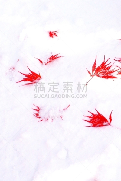 秋天,银色,染料,垂直画幅,雪,无人,葡萄树枫木,户外,北海道,镜头眩光