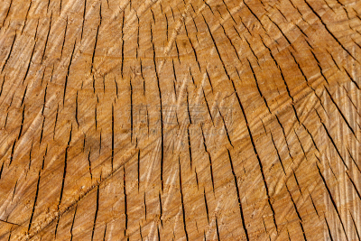 Tree Detail