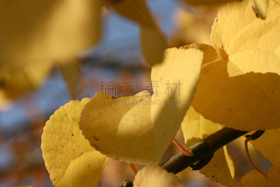 秋天,自然,水平画幅,无人,蓝色,自然美,植物,彩色图片,黄色,北欧