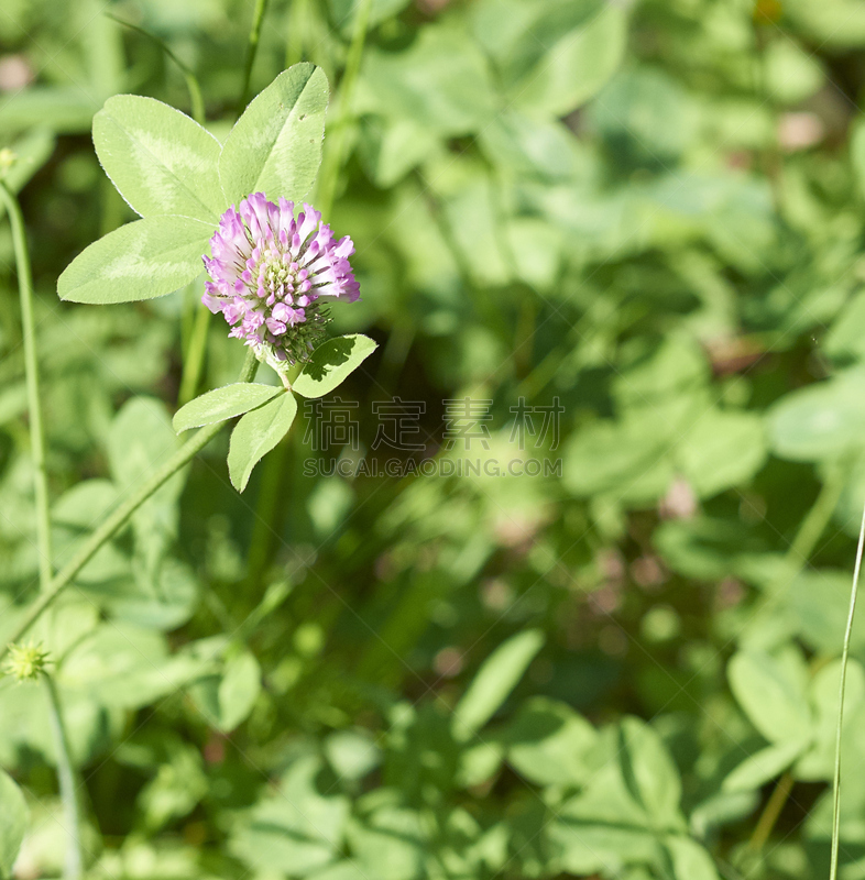 flower of trifolium