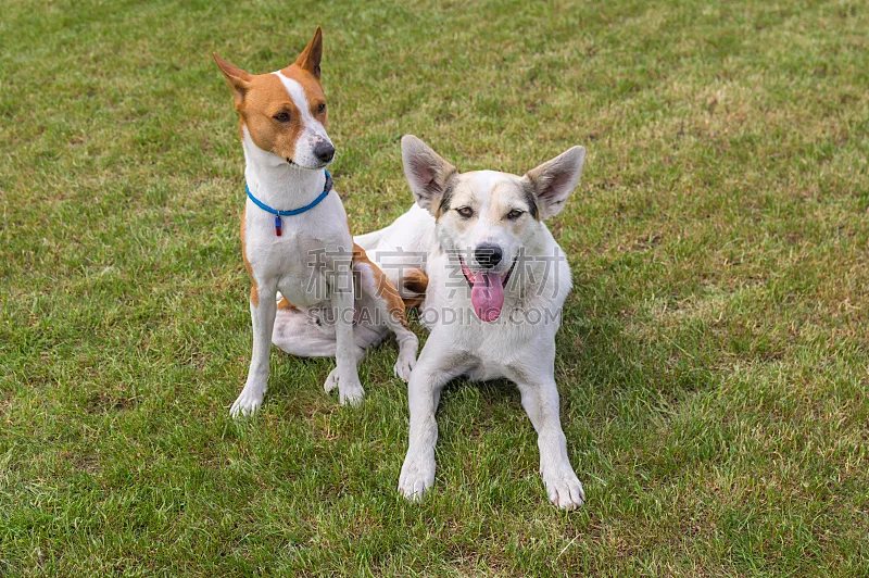 纯种犬 狗 巴辛吉 友谊 混血儿 兄弟姐妹 庭院 可爱的 两个物体 自由图片素材下载 稿定素材