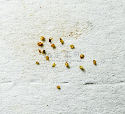 螨,纸,皮肤,寄生的,固定机位定焦拍摄,水平画幅,残酷的,碾碎了的,俄罗斯