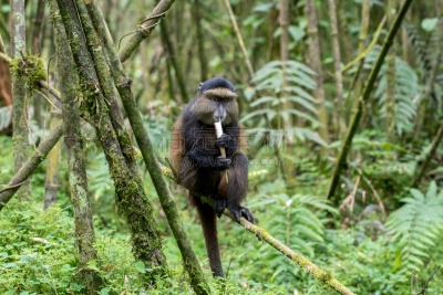 parc national des volcans,金丝猴,卢旺达,猴子,做鬼脸,竹,水平画幅,动物身体部位,野外动物,户外