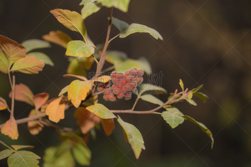 自然,秋天,叶子,哈萨克斯坦,白昼,户外音乐艺术节,风景,风景线拱,图像,公园