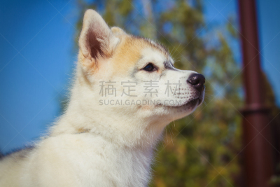 户外,雪橇犬,小的,可爱的,小狗,西伯利亚,一只动物,水平画幅,夏天,特写