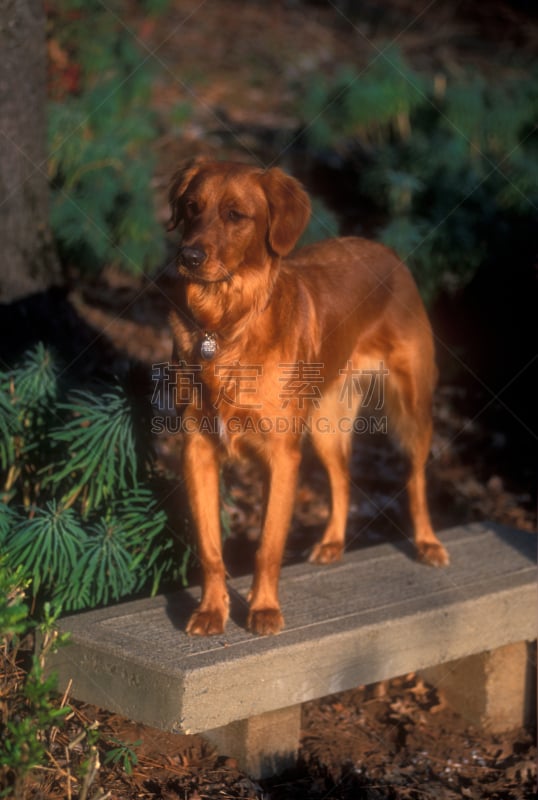 金毛寻回犬,白昼,注视镜头,夏延族,夏延,搜救犬,动物舌头,垂直画幅,动物嘴,寻回犬