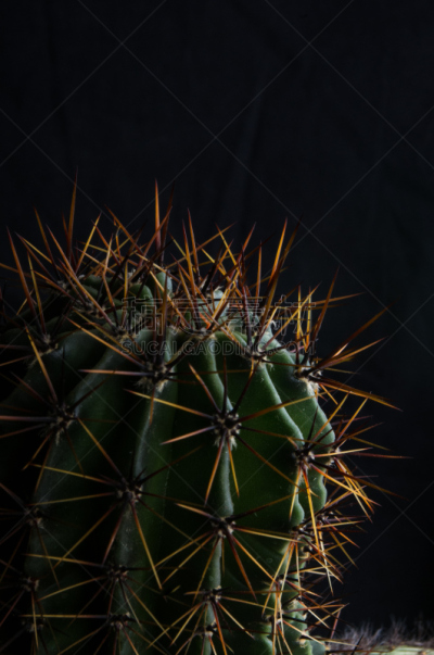 仙人掌,特写,桶仙人掌,选择对焦,阿根廷,沙漠,植物,雌蕊,装管,耙
