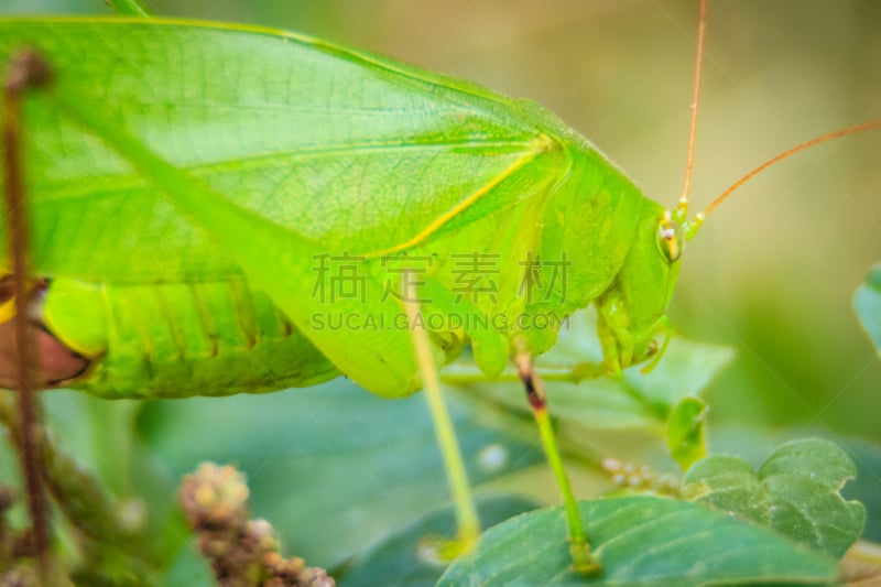 叶蝉,叶子,蚱蜢,长的,绿色背景,有角的,可爱的,绿色,水平画幅,直翅目