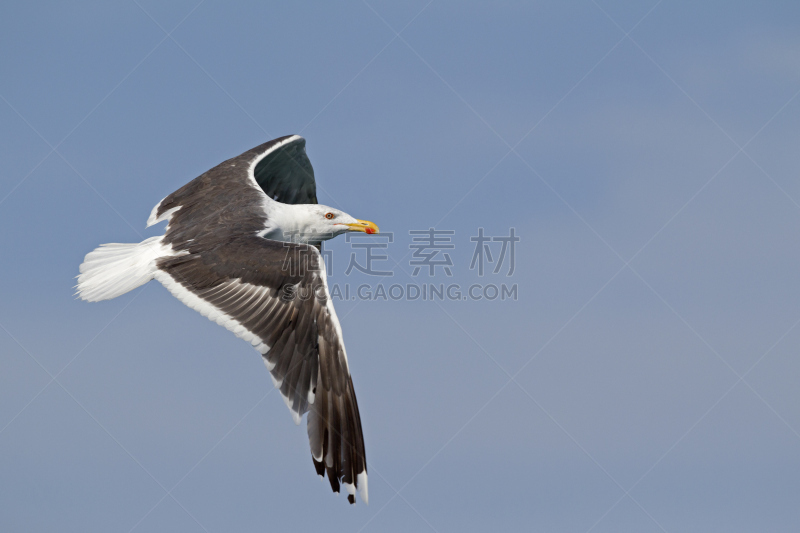 巨型黑背海鸥,海洋,自然,水,野生动物,水平画幅,欧洲,鸟类,动物身体部位,野外动物