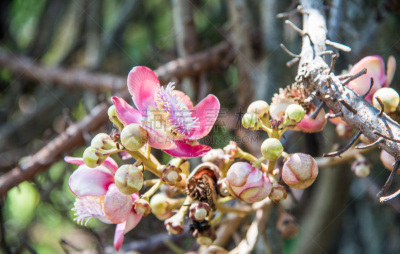炮弹树,花朵,水平画幅,无人,户外,特写,北领地州,前景聚焦,花蕾