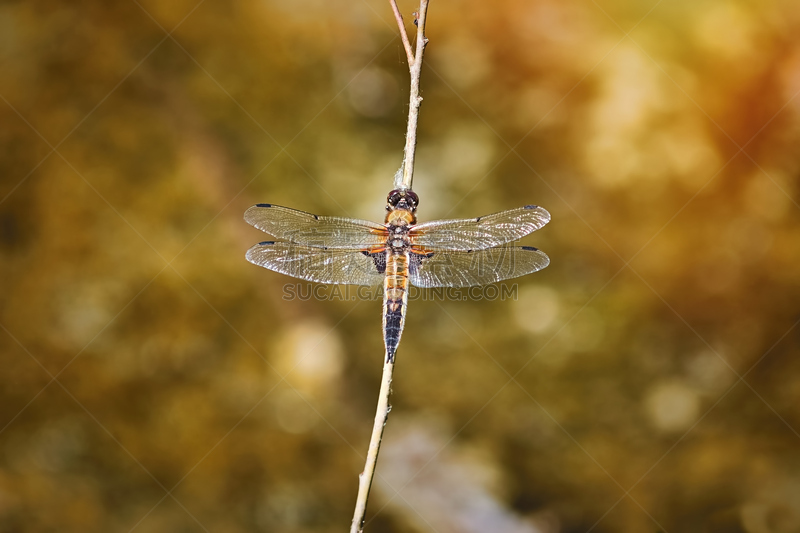 斑点,四只动物,blue darter dragonfly,野生动物,复眼,蜻蜓,水平画幅,无人,动物身体部位,夏天