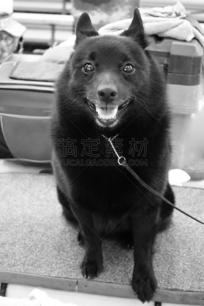 比利时,狗,动物保护,活力,可爱的,纯种犬,敏捷,饲养员,小的