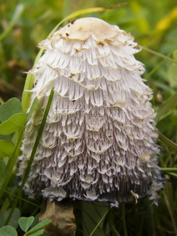 草,鸡腿菇,垂直画幅,白蘑菇,无人,蘑菇,笔帽状蘑菇,山羊,摄影