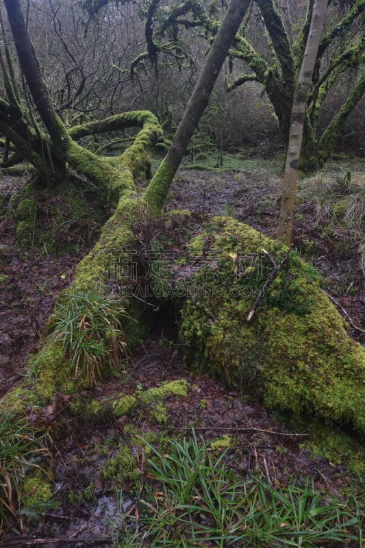 bodmin moor,苔藓,树林,有包装的,康沃尔,自然,垂直画幅,无人,英国,环境