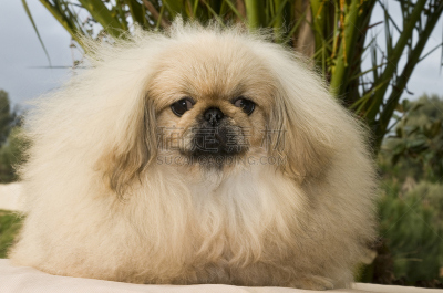 北京犬,水平画幅,米色,肖像,哈巴狗,摄影