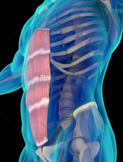 绘画插图,健康保健,肱二头肌,三维图形,健美身材,腹直肌,生物医学插图,人类形象,垂直画幅,无人