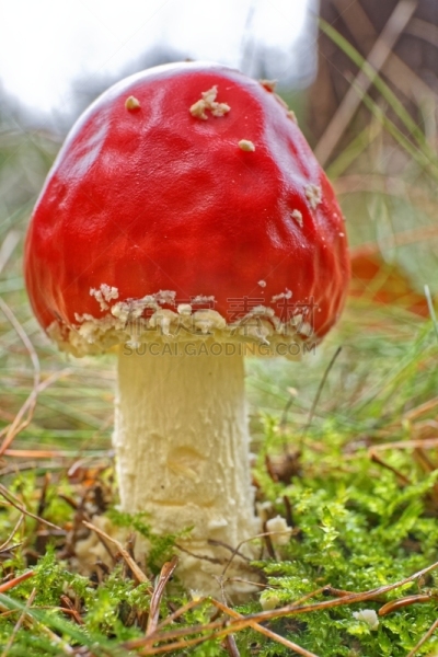 有毒生物体,毒蝇菇,蘑菇,垂直画幅,美,苔藓,夏天,草,特写,毒蘑菇