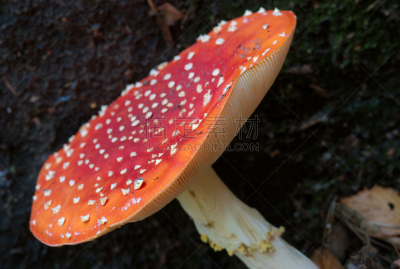 毒蝇菇,伞菌纲,伞形毒菌,毒蘑菇,自然,水平画幅,秋天,无人,有毒生物体,蘑菇