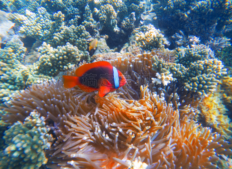 海葵,礁石,红色,特写,沙子,水下,性格,卡通,海滩,热带气候