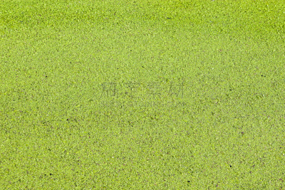 蛋白质,食品,高大的,自然,水生植物,水平画幅,无人,户外,水景花园,浮萍