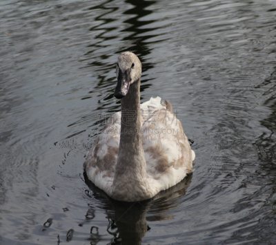 trumpeter swan,水,美,水平画幅,无人,鸟类,户外,湖,水禽,白色