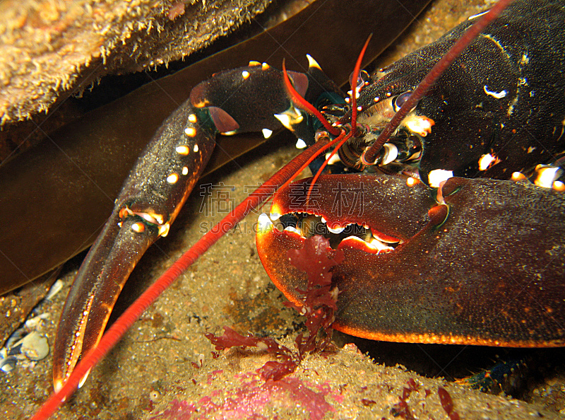 龙虾,水平画幅,无人,水下,野外动物,海洋生命,生物学,海洋,礁石,2015年