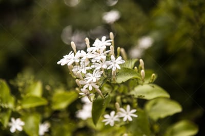白色,星形,茉莉,芳香的,组物体,自然,水平画幅,绿色,无人,香水