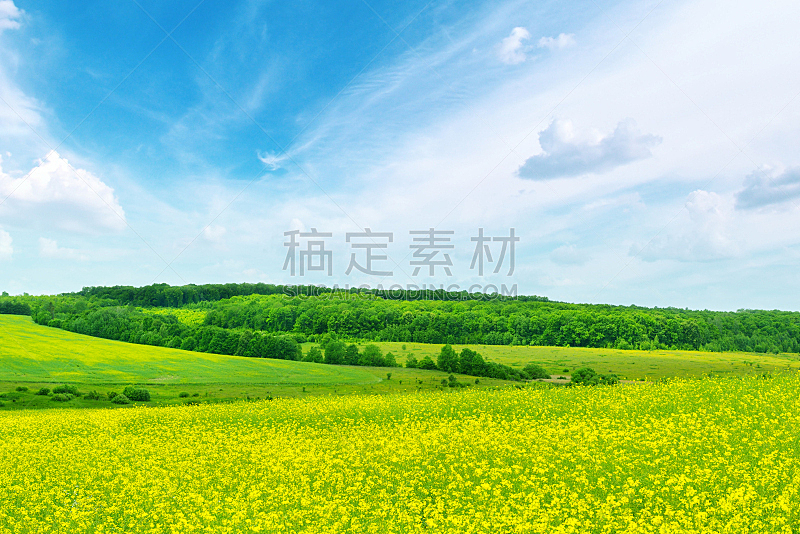 天空,田地,蓝色,油菜花,水平画幅,无人,草坪,夏天,户外,草