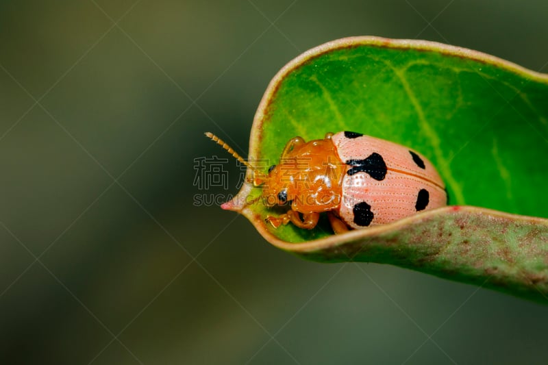 瓢虫,甲虫,绿色,昆虫,叶子,图像,伯德约翰逊夫人,营养阶段,水平画幅,无人