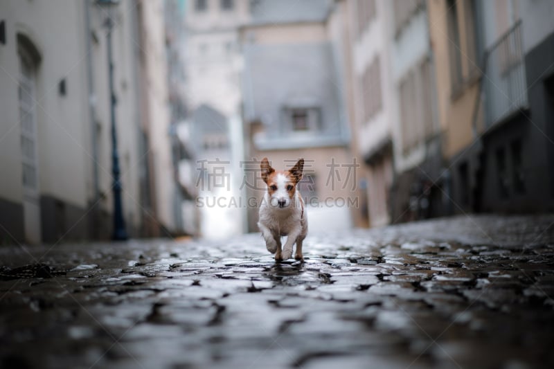 雨,狗,欧洲,城市,杰克拉瑟短腿犬,美,褐色,水平画幅,智慧,梗犬