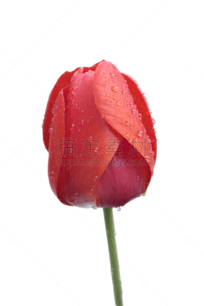 郁金香,白色背景,菜园,露水,垂直画幅,无人,图像,活力,明亮,纳吾肉孜节