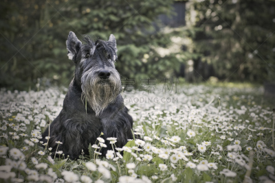苏格兰粗毛猎狐犬,雏菊,爱的,低饱和度,可爱的,纯种犬,梗犬,肖像,狗,草